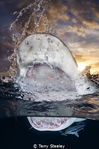 'Sunset split'
—
Subal underwater housing, Canon 1Dx, C... by Terry Steeley 